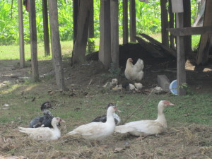 chickens